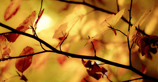 Autumn Glow stock photo