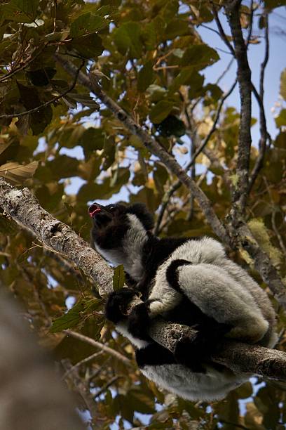 Indri shouting in a tree at morning stock photo