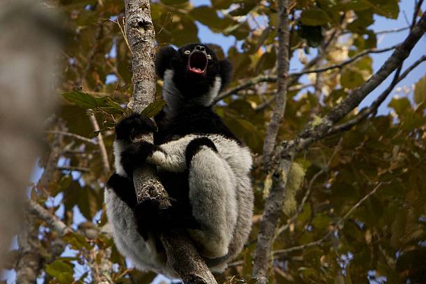 Indri shouting in a tree stock photo