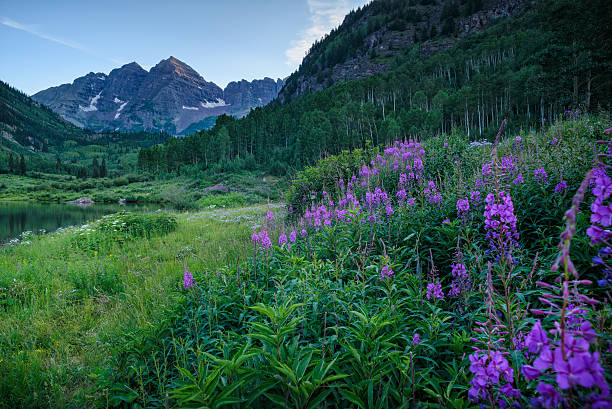 Maroon Bells with Pink Flowers Summer landscape view of majestic mountain peaks and wildflowers.  Aspen, Colorado, USA. flower mountain fireweed wildflower stock pictures, royalty-free photos & images