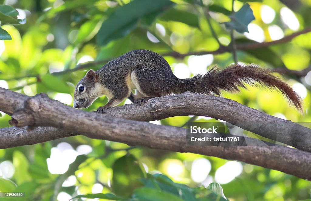 Esquilo em uma árvore local - Foto de stock de Musaranho royalty-free