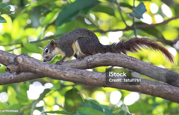 Foto de Esquilo Em Uma Árvore Local e mais fotos de stock de Musaranho - Musaranho, 2015, Animal