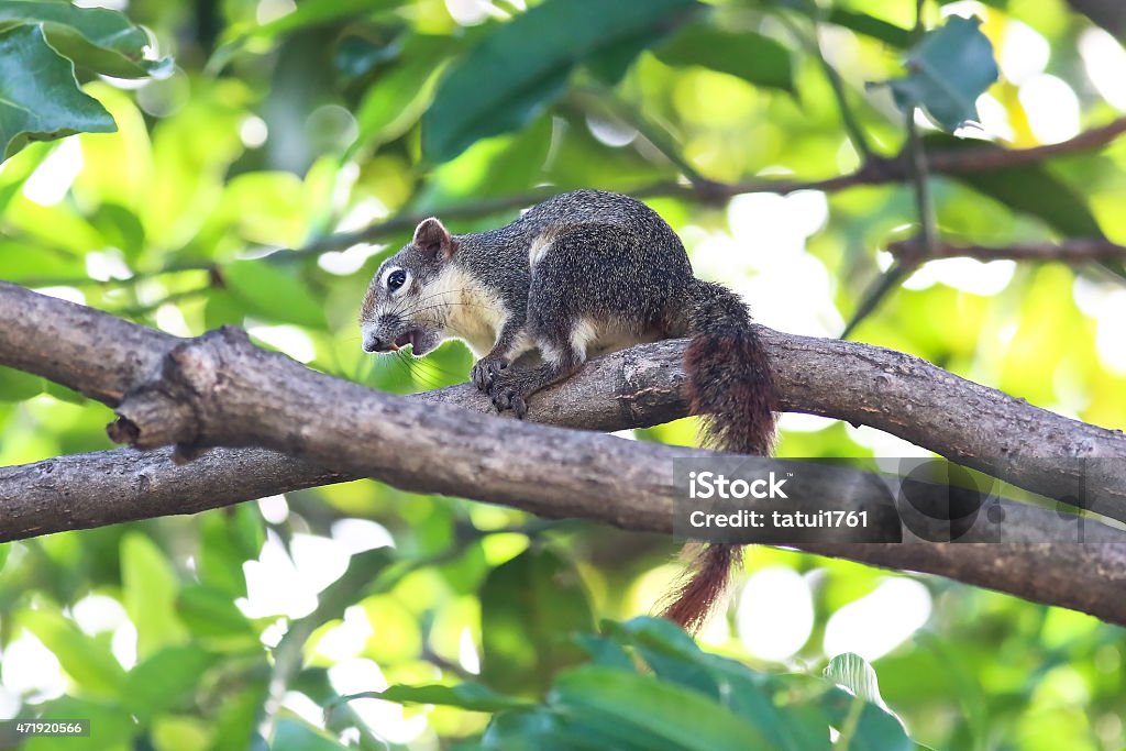 Esquilo em uma árvore local - Foto de stock de 2015 royalty-free