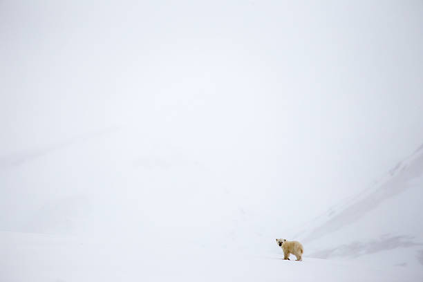 solitary молодой полярный медведь cub на шпицбергене - polar bear young animal isolated cub стоковые фото и изображения