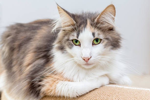 istock Beautiful Norwegian forest cat with green eyes 471920676