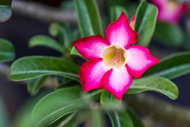 istock Impala Lily in potted at home 471920742