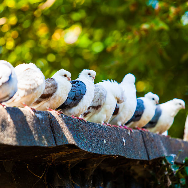 istock Group of pigeons.  doves. 471920864