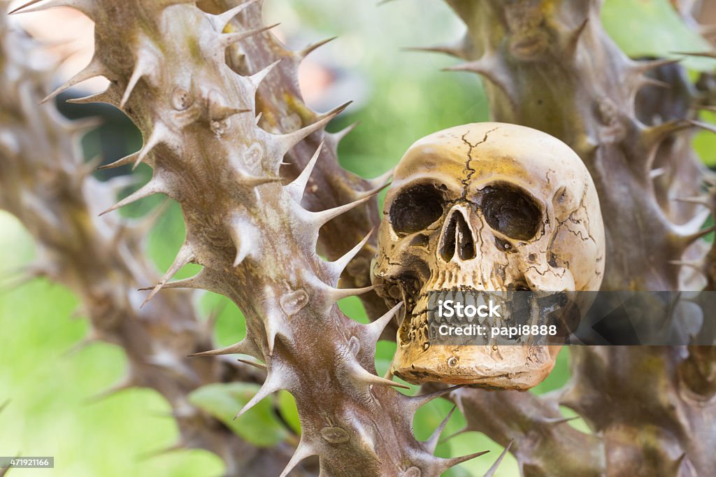 Skull and Crown of thorns, Christ Thorn tree 2015 Stock Photo