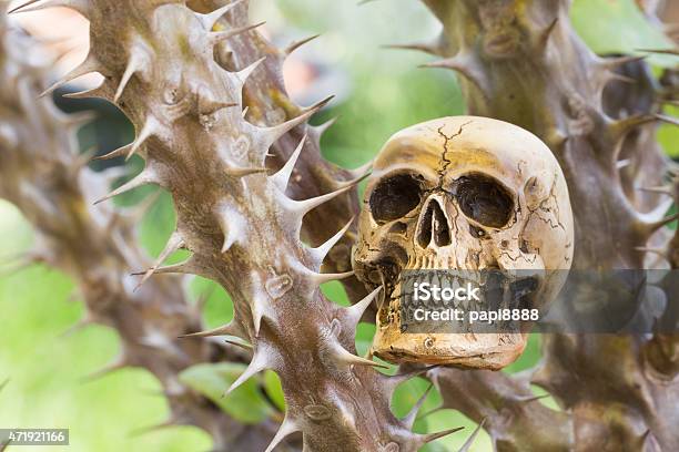 Skull And Crown Of Thorns Christ Thorn Tree Stock Photo - Download Image Now - 2015, Agriculture, Arboretum