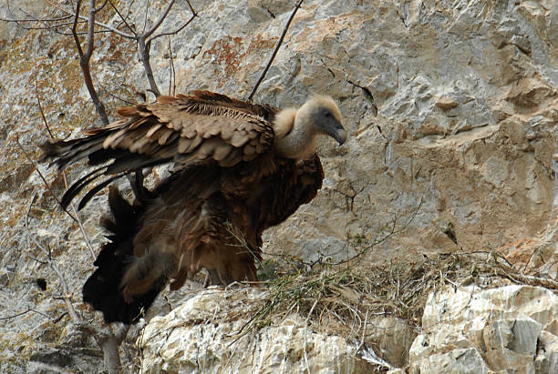 istock Griffon vulture, Gyps fulvus 471921297