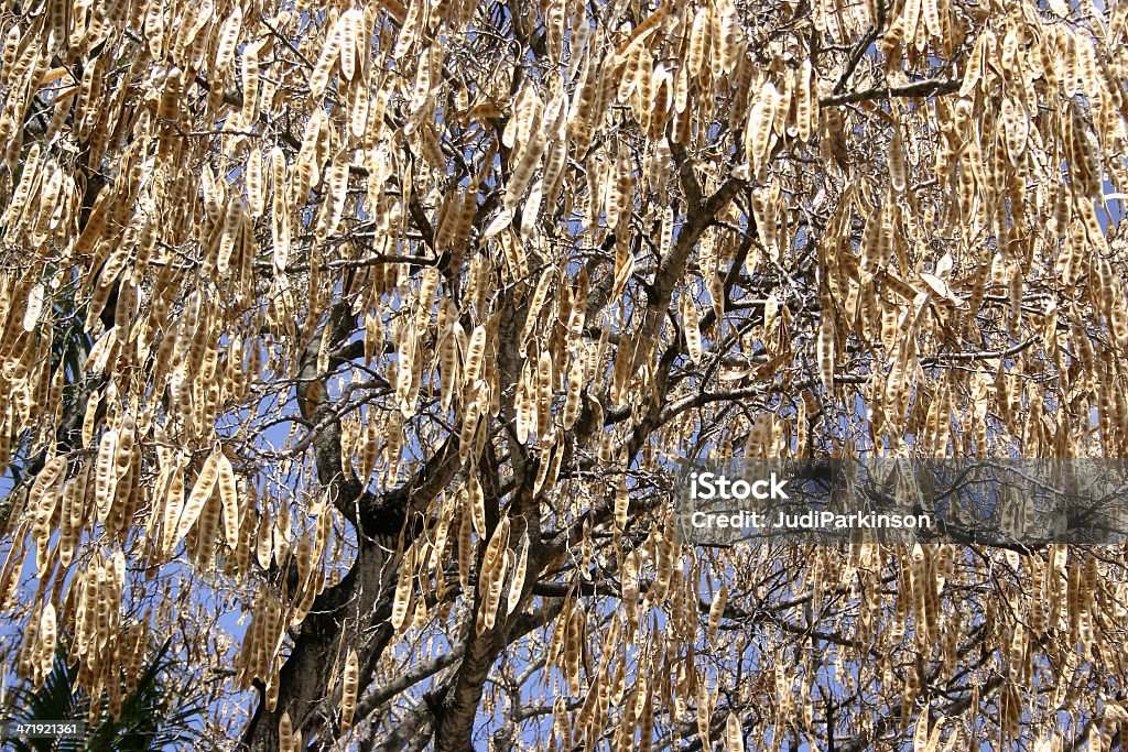 Подушечки с медом Саранча (Gleditsia triancanthos) - Стоковые фото Бежевый роялти-фри