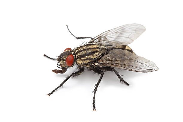 fly fly on white background housefly stock pictures, royalty-free photos & images