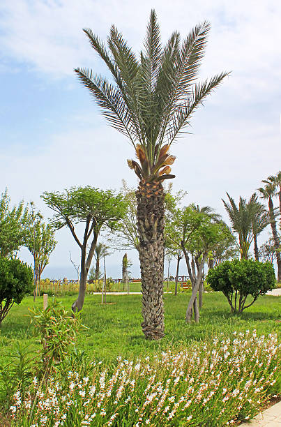 istock Palm in park in Antalya, Turkey 471921728