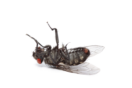 dead fly (Estacione y Vuele) photo