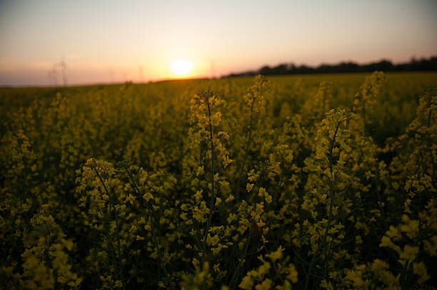 istock blooming canola in the field 471922125
