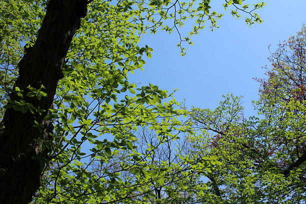 istock Fresh green of Sunlight 471922470