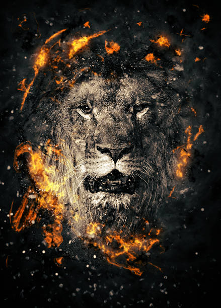 ライオン - roaring ストックフォトと画像
