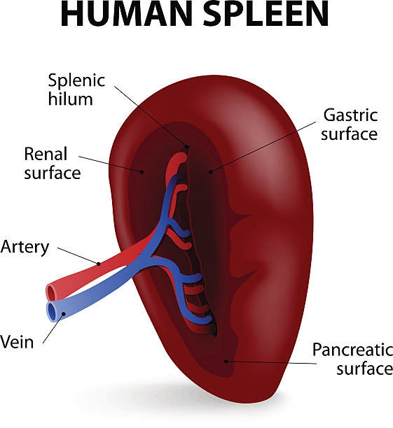 ludzkiej śledzionie - anatomy animal vein blood human artery stock illustrations