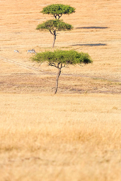 istock African Acacia Trees at Savannah with zebras 471922801