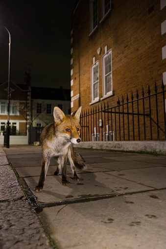 Young fox in London street at night