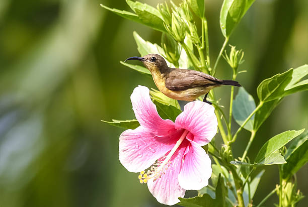 istock Beautiful female Olive-backed sunbird on pink flower 471922936
