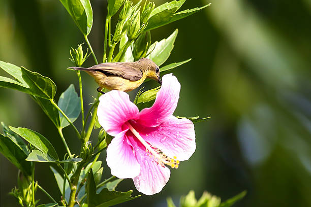 istock Beautiful female Olive-backed sunbird on pink flower 471922942
