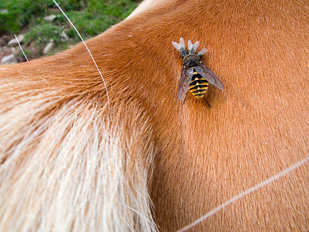 sangue-chupar insetos no cavalo - horse fly imagens e fotografias de stock
