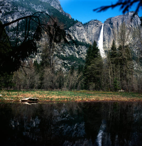 yosemite reflektionen - yosemite falls tree branch landscape stock-fotos und bilder