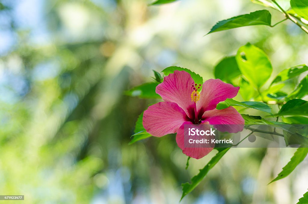 Hibiskus Blume in front of palms - Lizenzfrei Rosa Stock-Foto