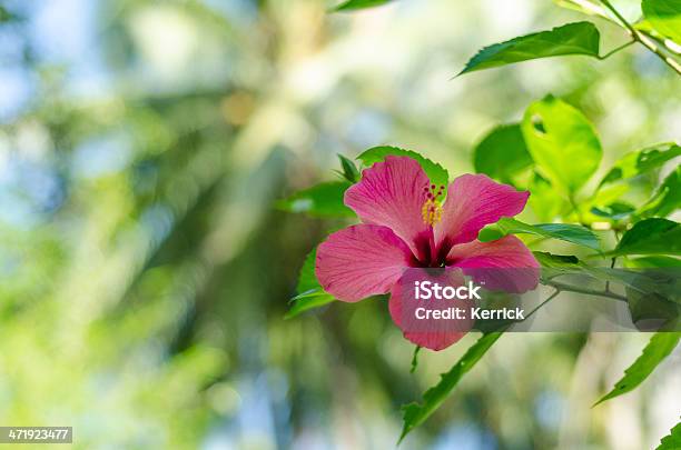 Hibiskus Blume In Front Of Palms Stockfoto und mehr Bilder von Rosa - Rosa, Bali, Indonesien