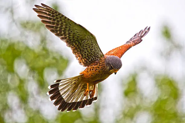 This kestrel Was taken at college lake nature reserve Buckinghamshire in 2012