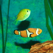 fish.jpg?b=1&s=170x170&k=20&c=RFeUlJG0_zqr_uez8a7vHZ2kNgHino2_5iSR65VW_Y0=