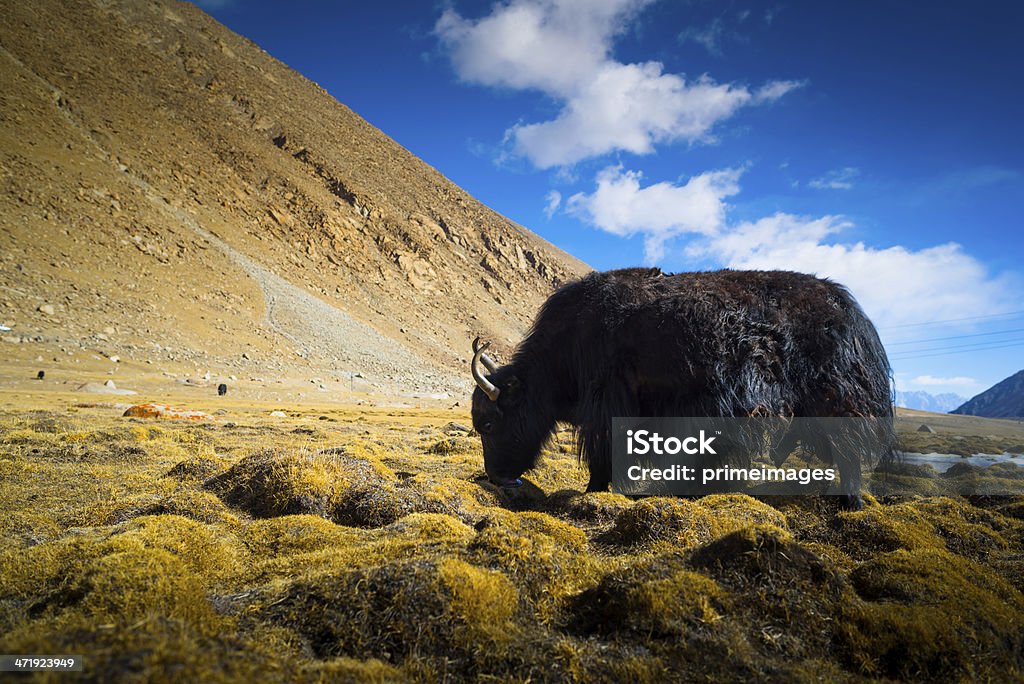 Yak no Nubra Valley Leh Ladahk Índia - Foto de stock de Animal royalty-free