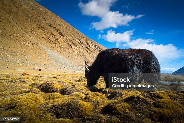 Foto de Yak No Nubra Valley Leh Ladahk Índia e mais fotos de stock de Animal - Animal, Animal de Fazenda, Cabeça de animal