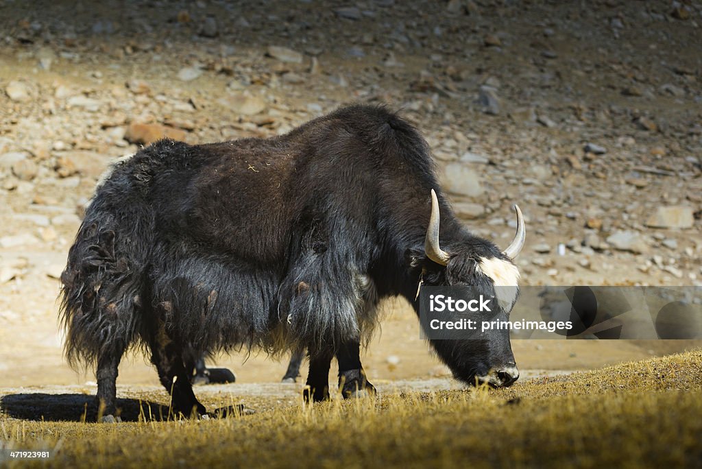 Iaque-selvagem no Vale de Nubra Leh Ladahk Índia - Royalty-free Animal Foto de stock