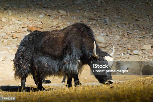 Iaqueselvagem No Vale De Nubra Leh Ladahk Índia - Fotografias de stock e mais imagens de Animal - Animal, Ao Ar Livre, Cabeça de animal