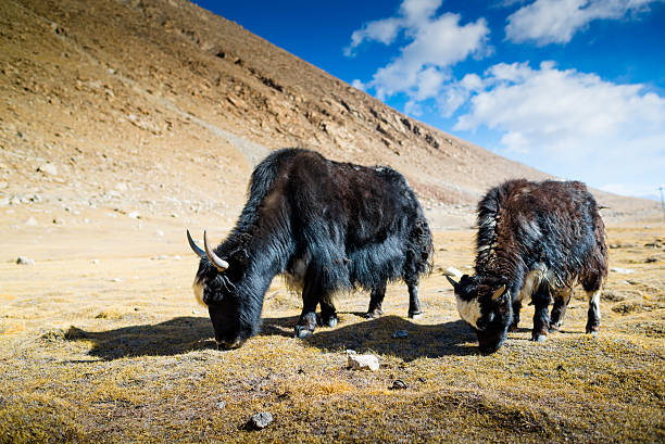 istock Yak at Nubra Valley Leh Ladahk India 471923989