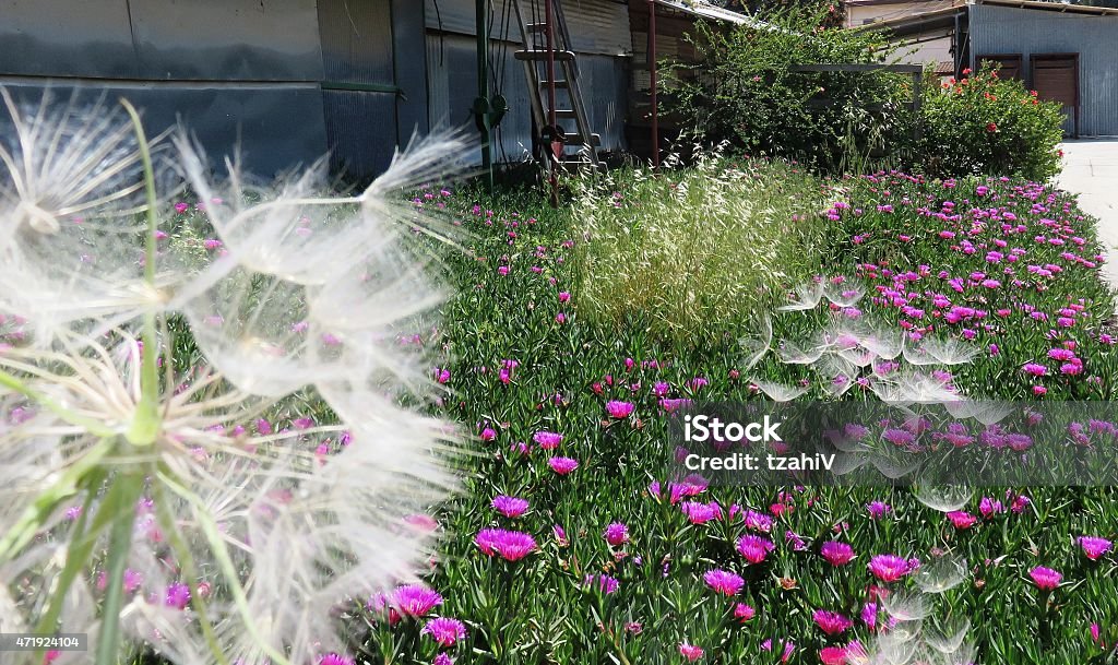 Senecio, Seeds disperse by wind Seeds disperse by wind 2015 Stock Photo