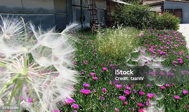Senecio Seeds Disperse By Wind Stock Photo - Download Image Now - 2015, Blurred Motion, Botany
