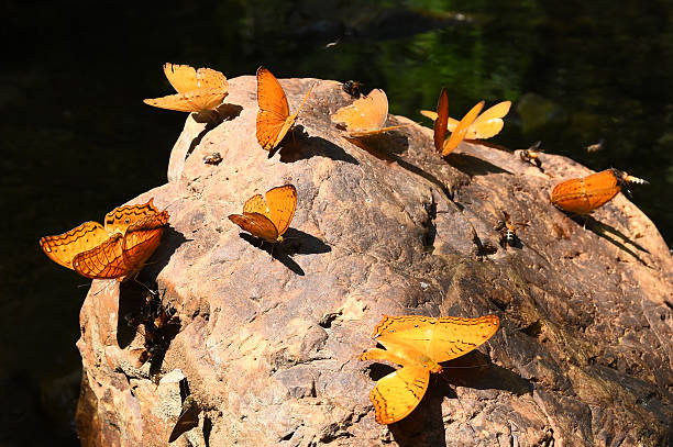 Orange Large yeoman butterfly on floor, Nature in thailand