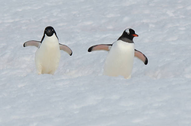 istock Adelie and Gentoo Penguins in Antarctica 471924253