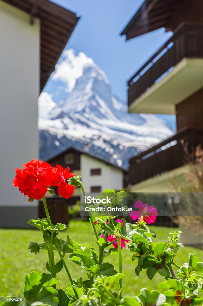 The Great Matterhorn and Flowers, Switzerland The great matterhorn  Awe Stock Photo