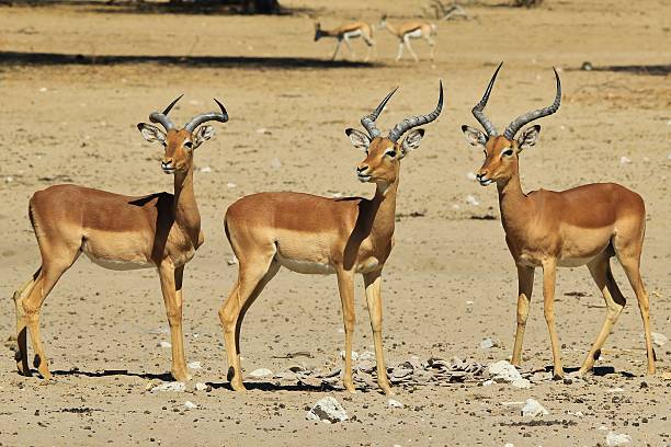 istock Impala, Wildlife Background from Africa - Natural Trio 471924385