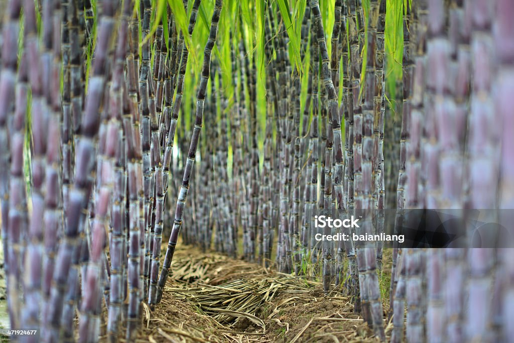 Canne à sucre Plantation - Photo de Agriculture libre de droits