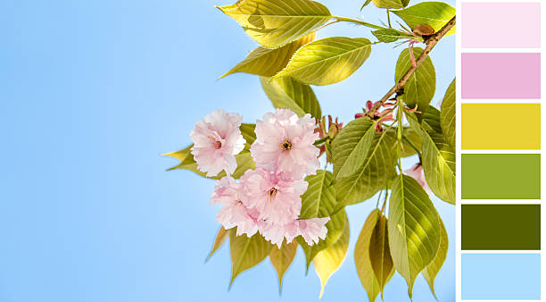 istock sakura flower background colour palette with complimentary swatches 471925236