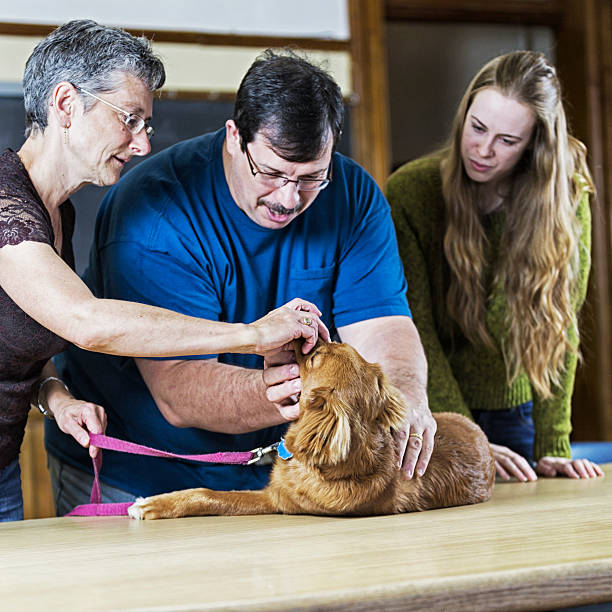 istock Dog Medical Exam At The Vet Office 471925257
