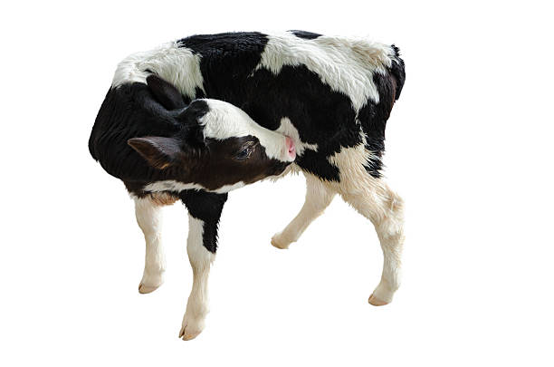 istock baby cow on a white background,Isolated 471925539