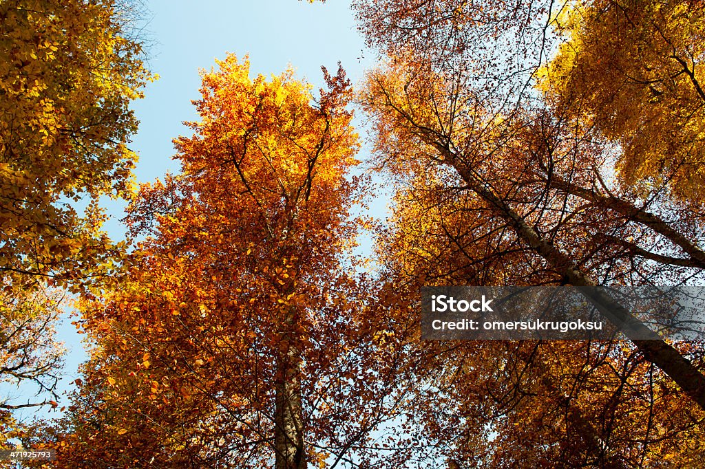 Autumn Tree Looking Up Autumn Tree with multi-colored fall leaves Looking Up. Accidents and Disasters Stock Photo