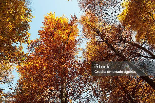 Autumn Tree Looking Up Stock Photo - Download Image Now - Accidents and Disasters, Autumn, Backgrounds