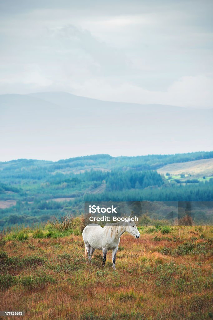 ホワイトホースのアイルランドの田園地帯 - 農村の風景のロイヤリティフリーストックフォト